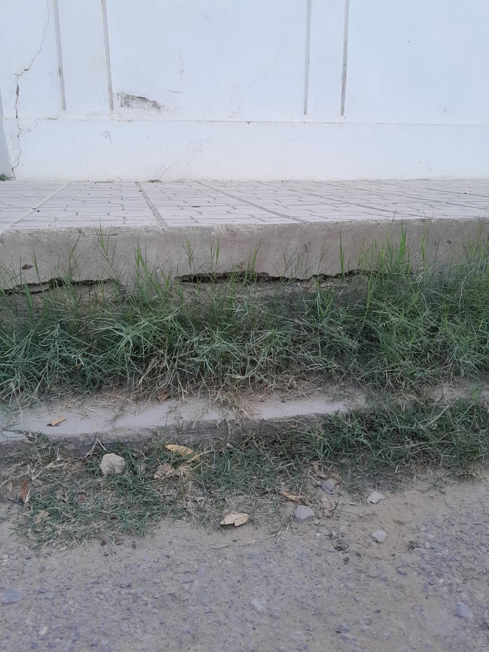 Grass growing out of cracks in the concrete sidewalk